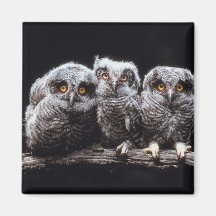 Owlet Trio Refrigerator Magnet