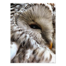OWLS ART PHOTO