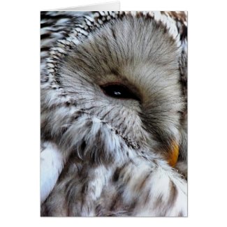 OWLS card