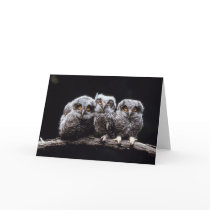 Owls cards