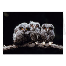 Owls Card