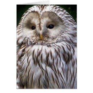 OWLS CARDS