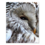 OWLS photography
