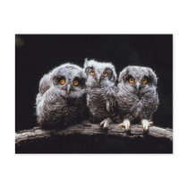 Owls postcards