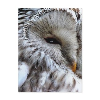 OWLS postcard