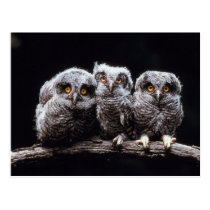 Owls postcards
