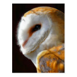 OWLS POSTCARDS