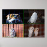 Owls Posters