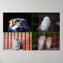 Owls Posters