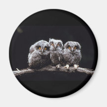 Owls Refrigerator Magnet