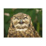 owl's smile!! :) postcards