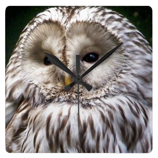 OWLS SQUARE WALL CLOCKS