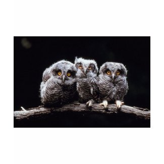 Great Gray Owl