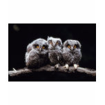 owls, owl, wild