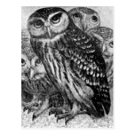 Owls, vintage engraving postcard