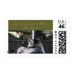 Own Side of the Fence Cats Stamps stamps