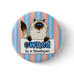 owned by a himalayan