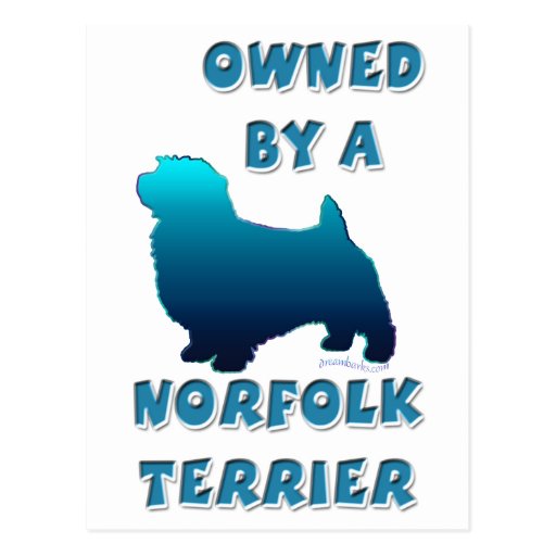 Owned by a Norfolk Terrier Postcard