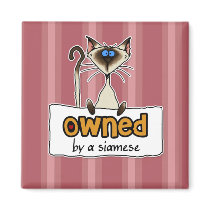 owned by a siamese magnets