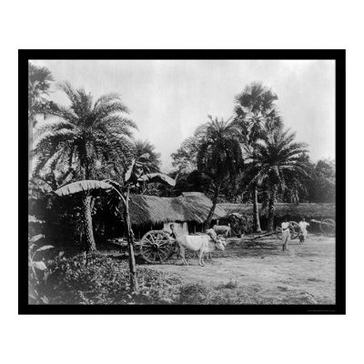 Ox Cart Village Scene Senegal Africa 1898 Poster by lc_vintagephotos