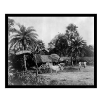 Ox Cart Village Scene Senegal Africa 1898 posters