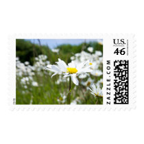 Ox-eye Daisies | Flower Postage