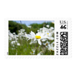Ox-eye Daisies | Flower Postage postage