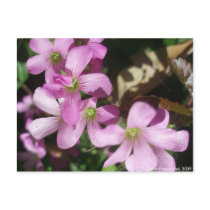 Oxalis Postcard