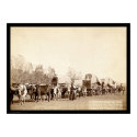 Oxen Freighting In the Black Hills SD 1887 posters