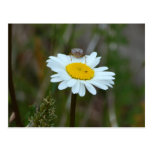 Oxeye Daisey Post Card