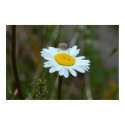 Oxeye Daisey posters