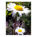 Oxeye Daisy 2 Postcard
