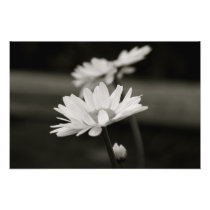 Oxeye Daisy in Black and White photography