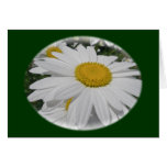 Oxeye Daisy Wildflower Floral Items Card