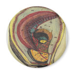 oyster magnets