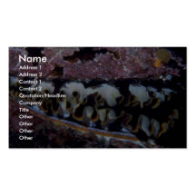 Oyster Shell Business Card Template