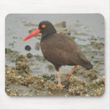 Oystercatcher Mousepad