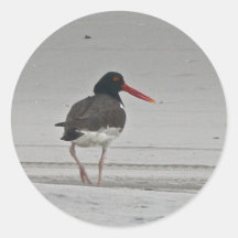 Oystercatcher Stickers