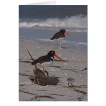 Oystercatchers on Caladesi Island Greeting Card