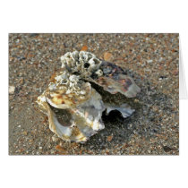 oysters cards