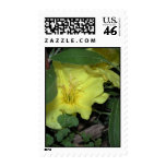 Ozark Sundrops Evening Primrose Postage Stamps