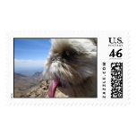 Ozzy the wise dog postage