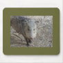 P1010073 Javelina mousepad