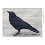 P2160_crow-alki Greeting Cards
