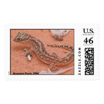 P3266234_copy, Brandon Parry 2006 postage by hrreptiles P3266234_copy, Brandon Parry 2006 postage