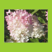 P.D. Hydrangea postcard