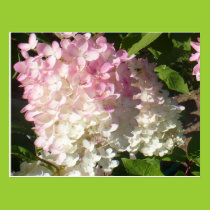 P.D. Hydrangea postcard postcards