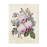 P.J. Redoute Bourbon Rose Postcard