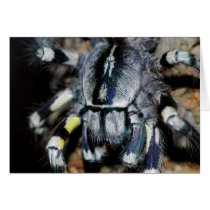 P.regalis close-up shot greeting cards