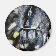 P.regalis close-up shot fridge magnet